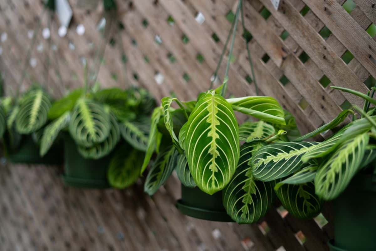 Several prayer plants in hanging baskets along a wall