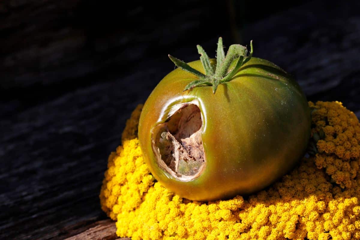 Holes left from a slug in a tomato