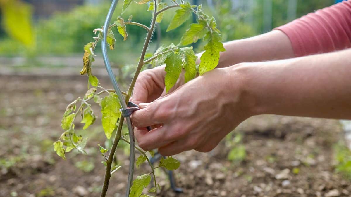 A person tying a small tomato plant to a spiral stake
