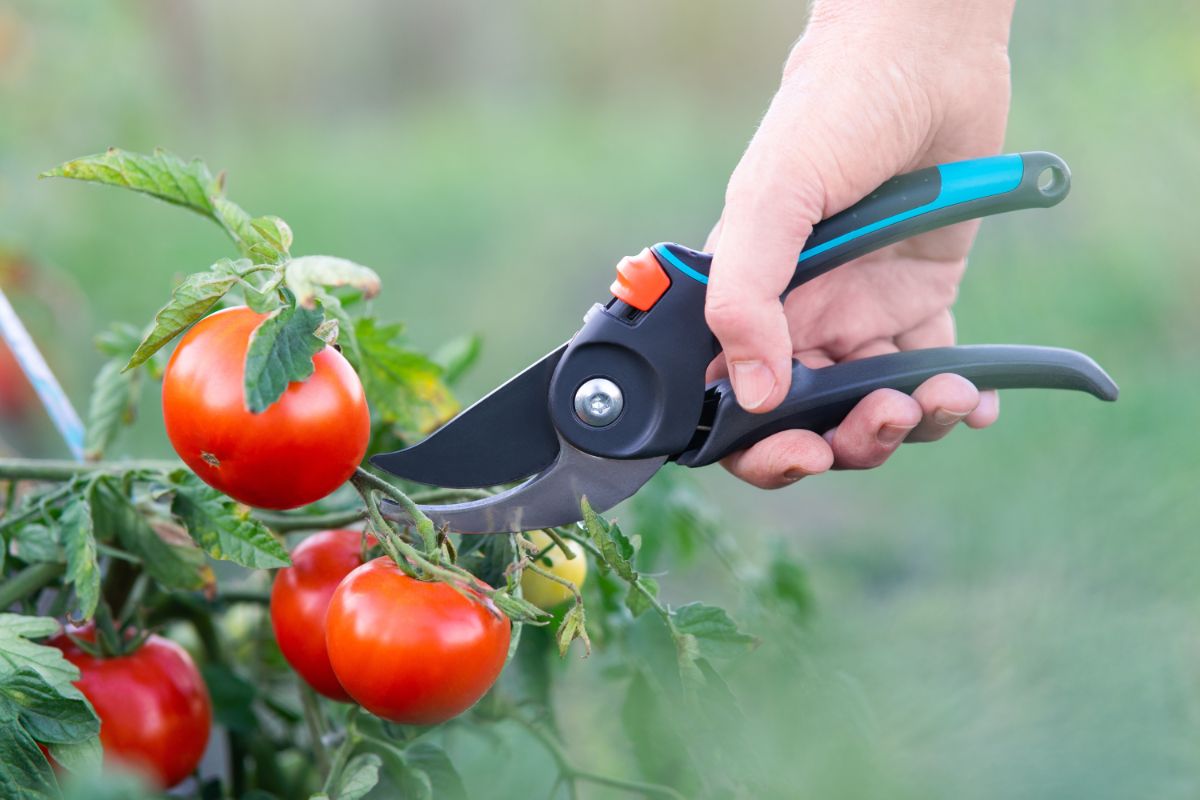 A gardener clipping away tomato plant pieces to prune it