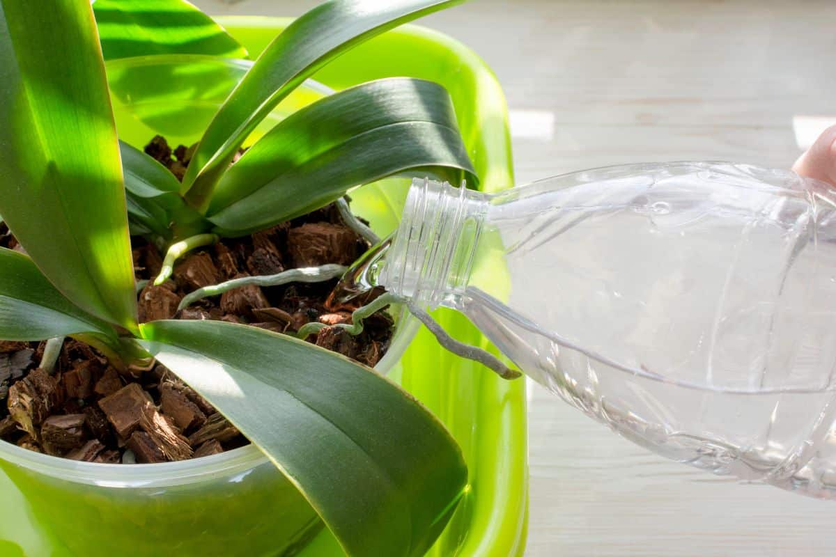 A person watering a Phalaenopsis orchid