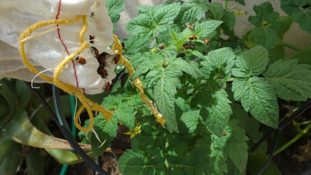 Ladybugs being released onto a tomato plant