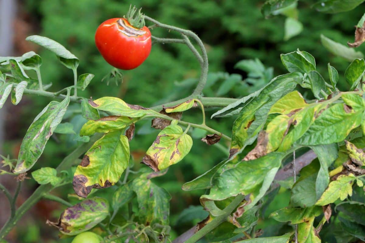 Tomatoes with late blight