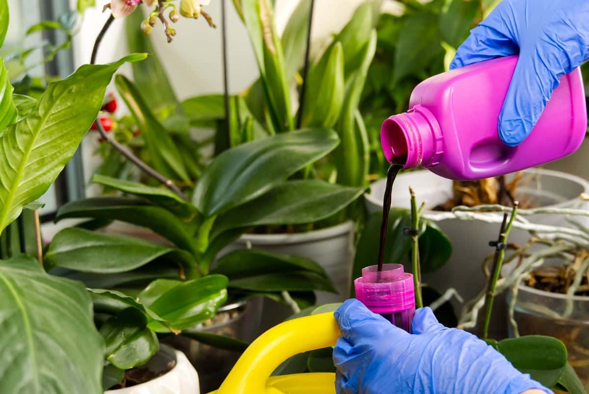 A person measuring fertilizer for orchids