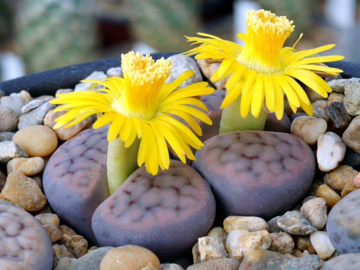 Yellow flowering tubular lithops plant