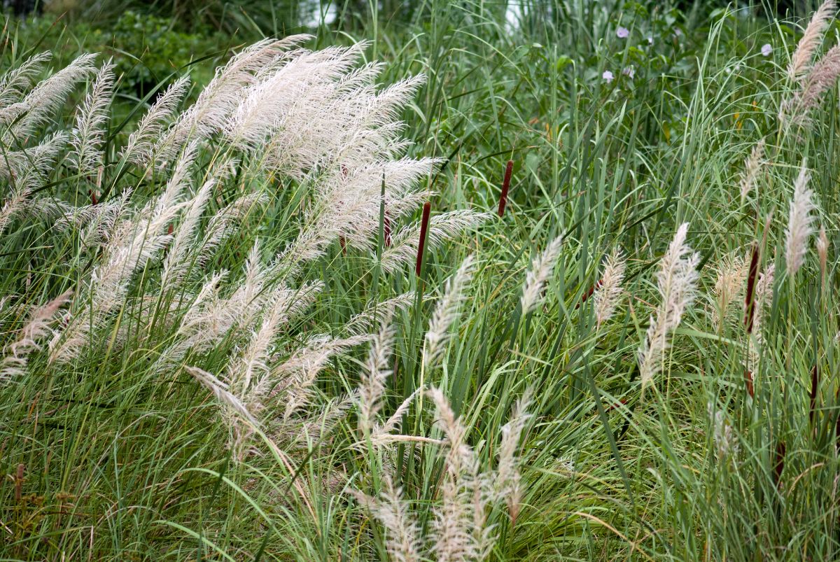 White plumed ravenna grass