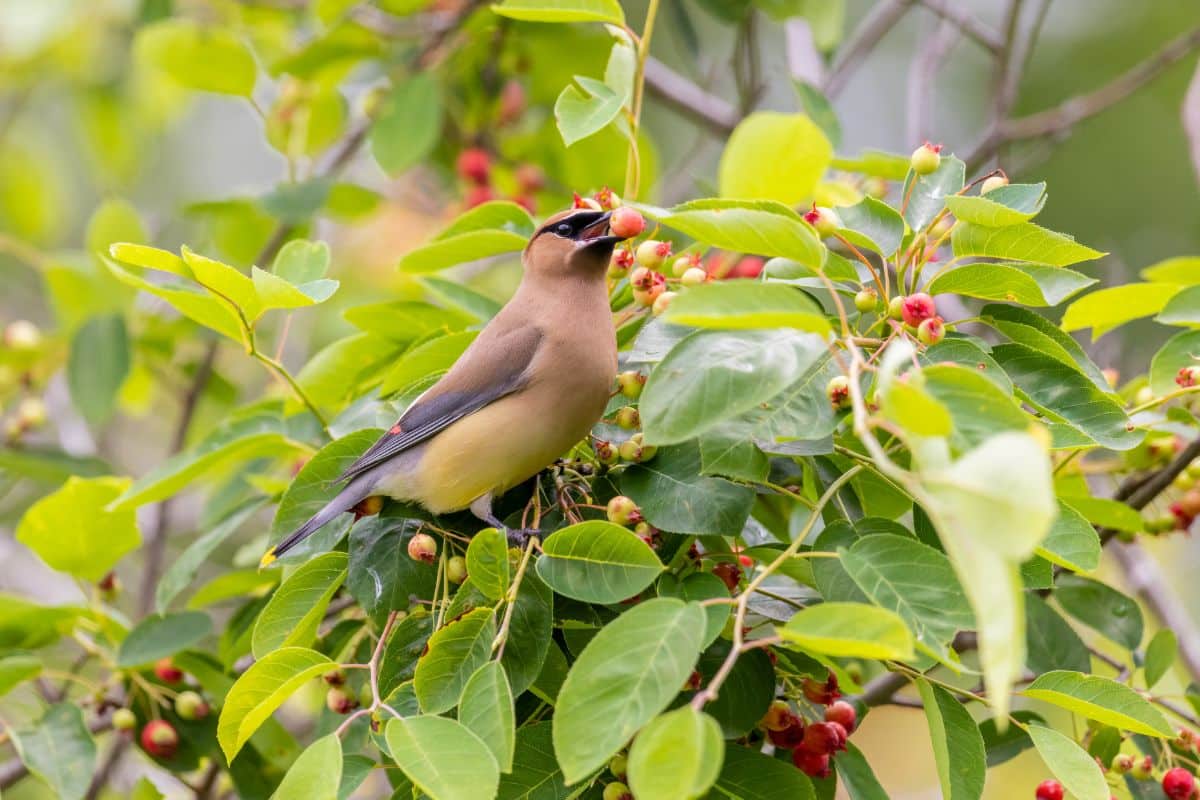 A cedar waxwing eating a berry from a serviceberry bush