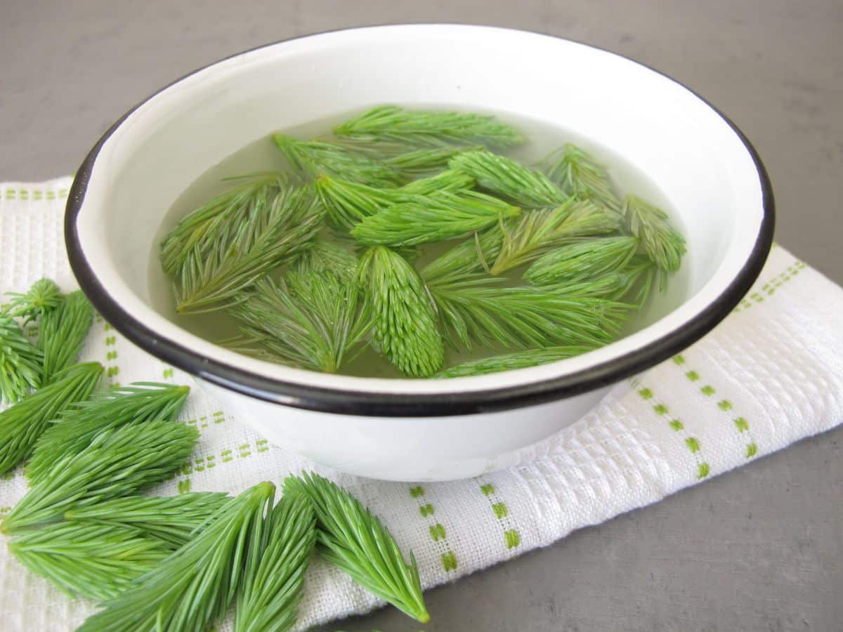 Spruce tips steeping to make tea for jelly