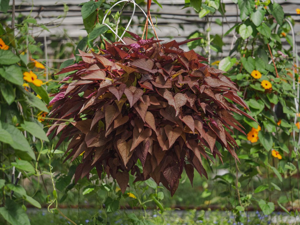 Purple sweet potato vine plants