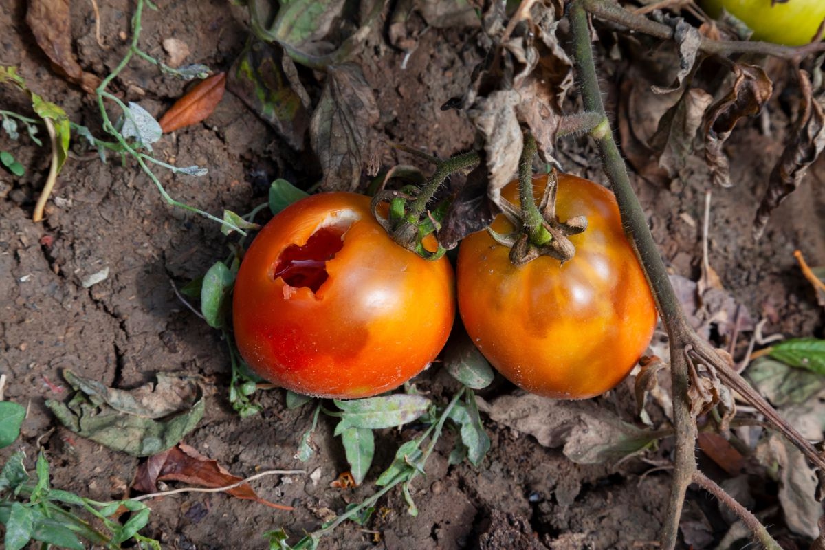 Holes pecked in tomatoes by birds