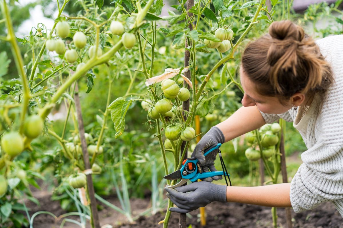 A gardener pruning excess tomato stems