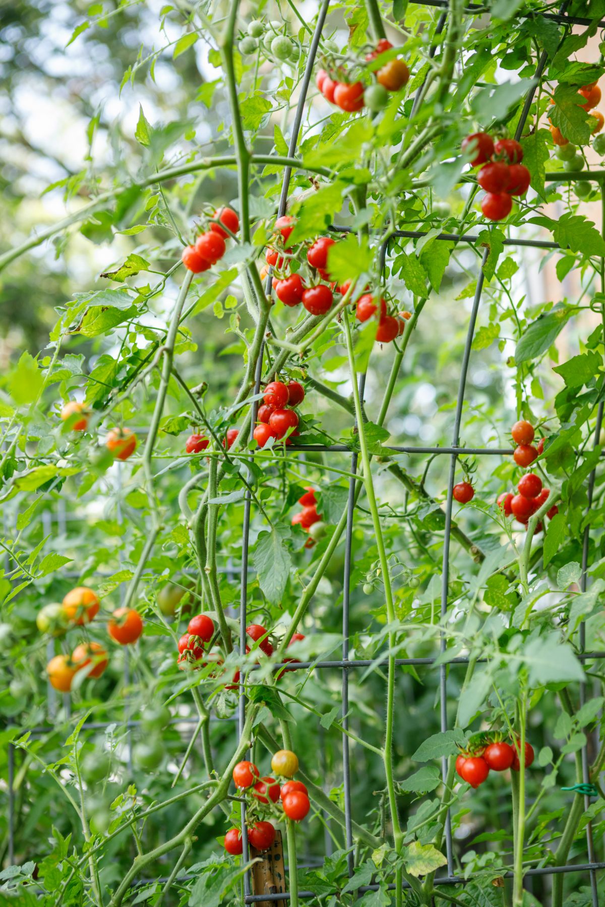 Tomatoes grown along the sides of a trellis arch