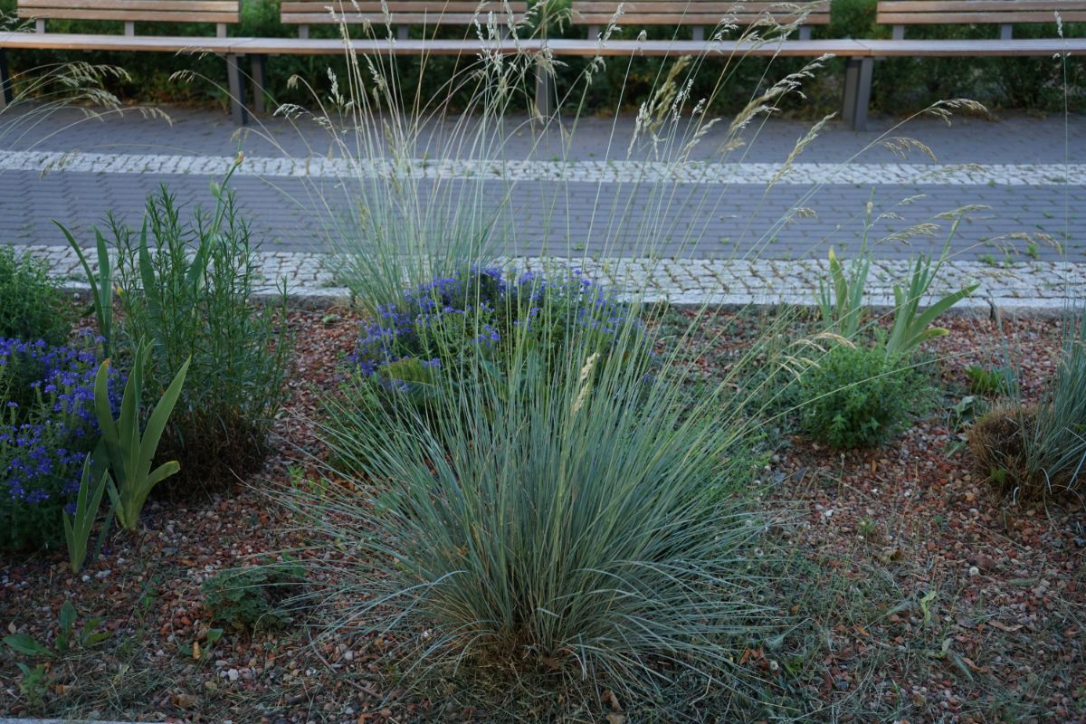 Blue oat grass in a perennial bed