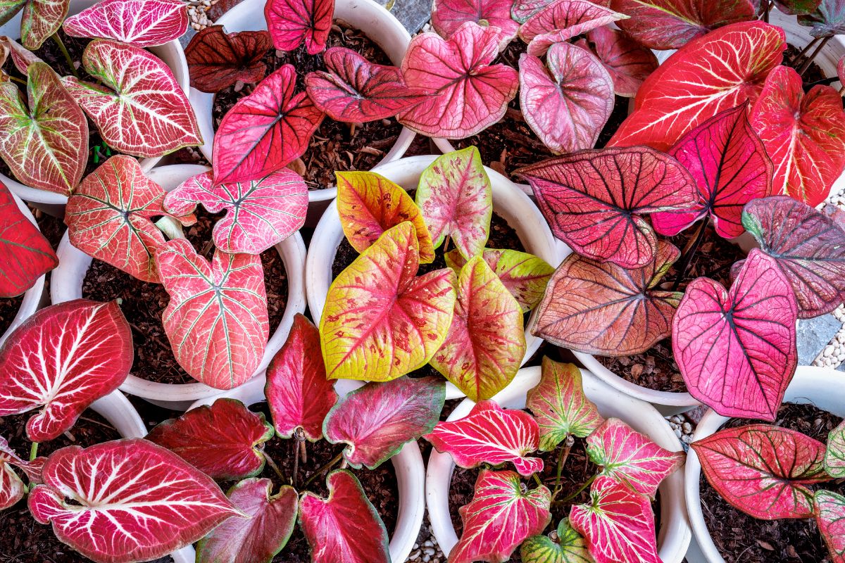 Brightly colored caladium plants