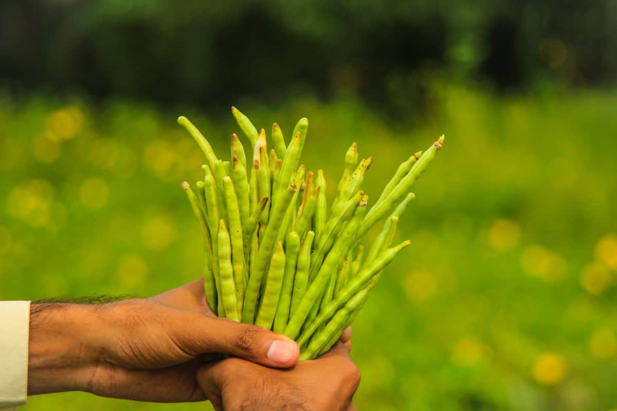 A handful of cowpeas aka black eyed peas