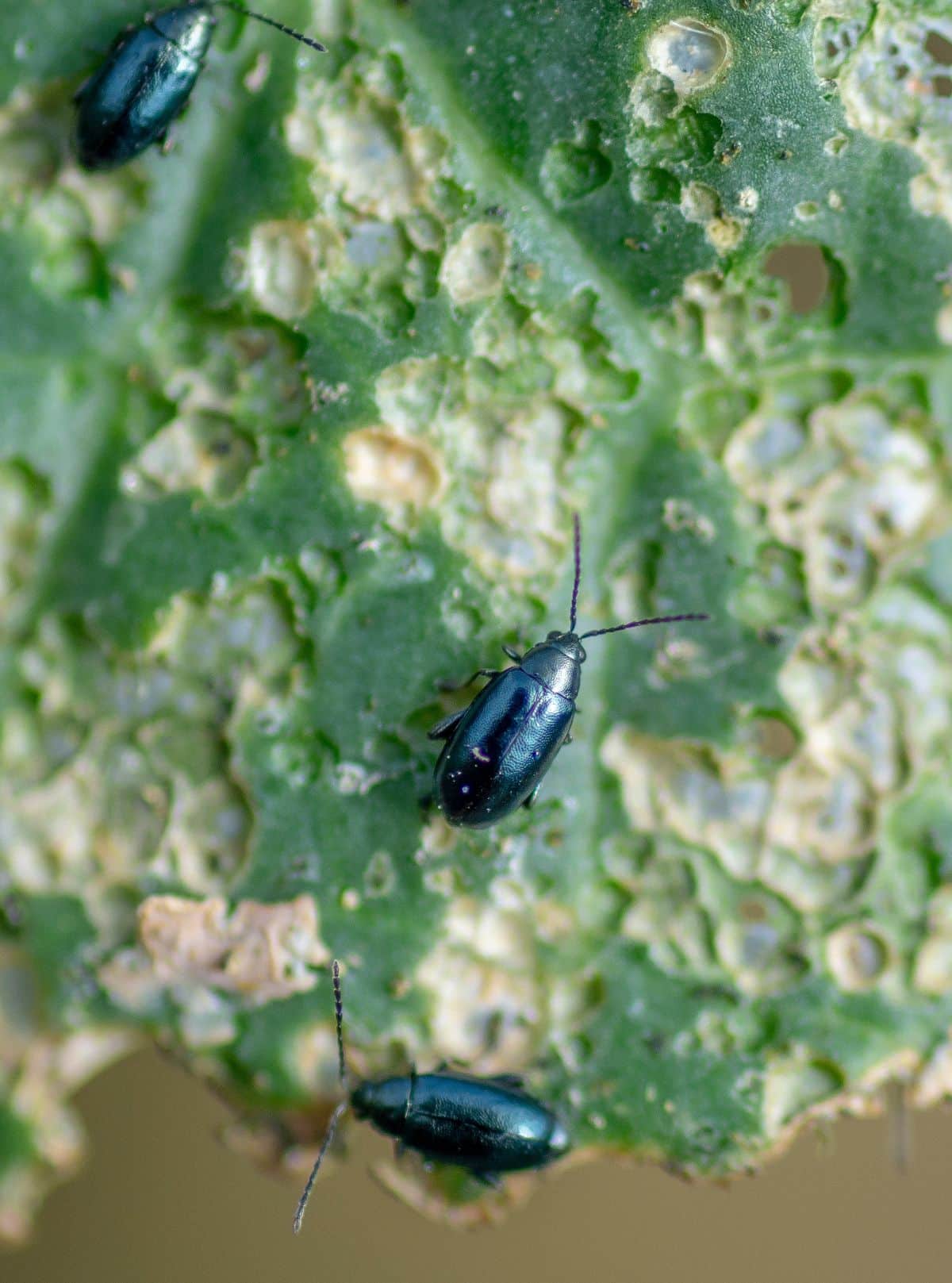 Flea beetles chewing on plants in the garden