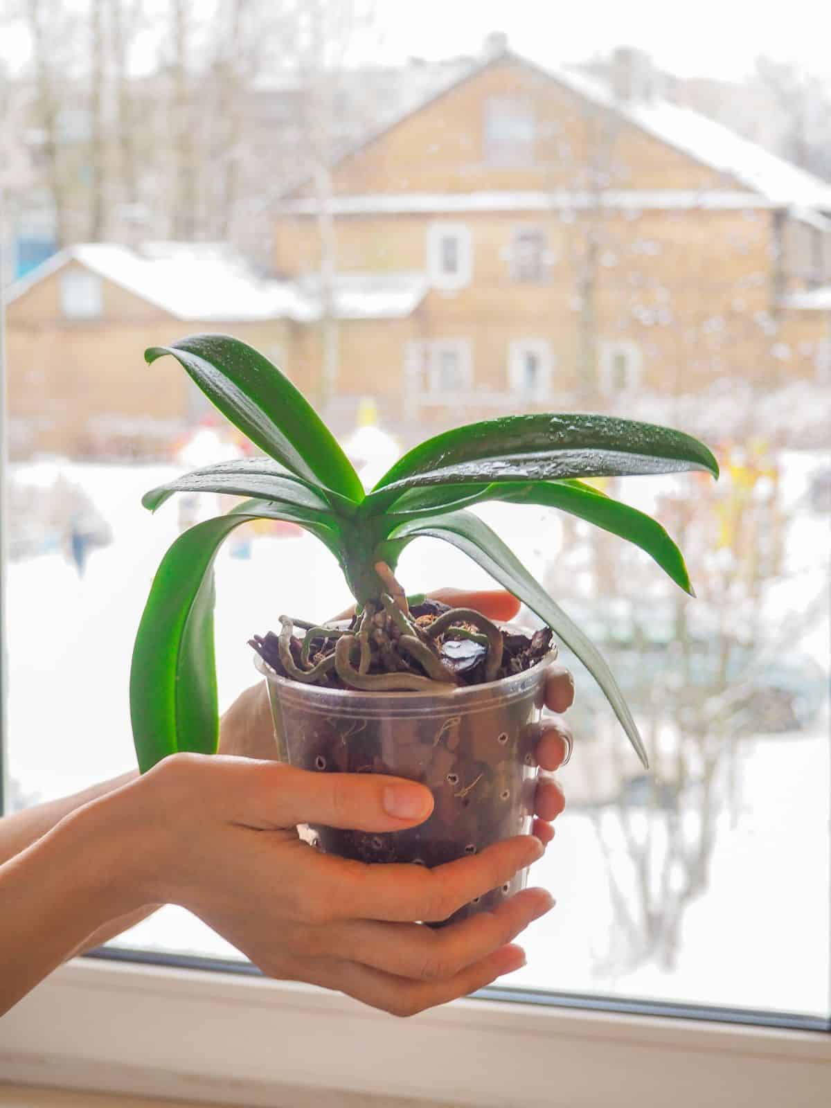 A person moving an orchid to a cooler location