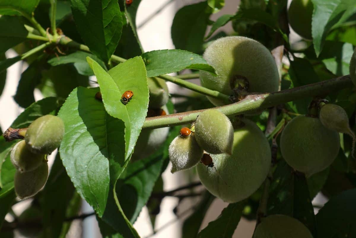 Ladybugs crawling on a plant leaf