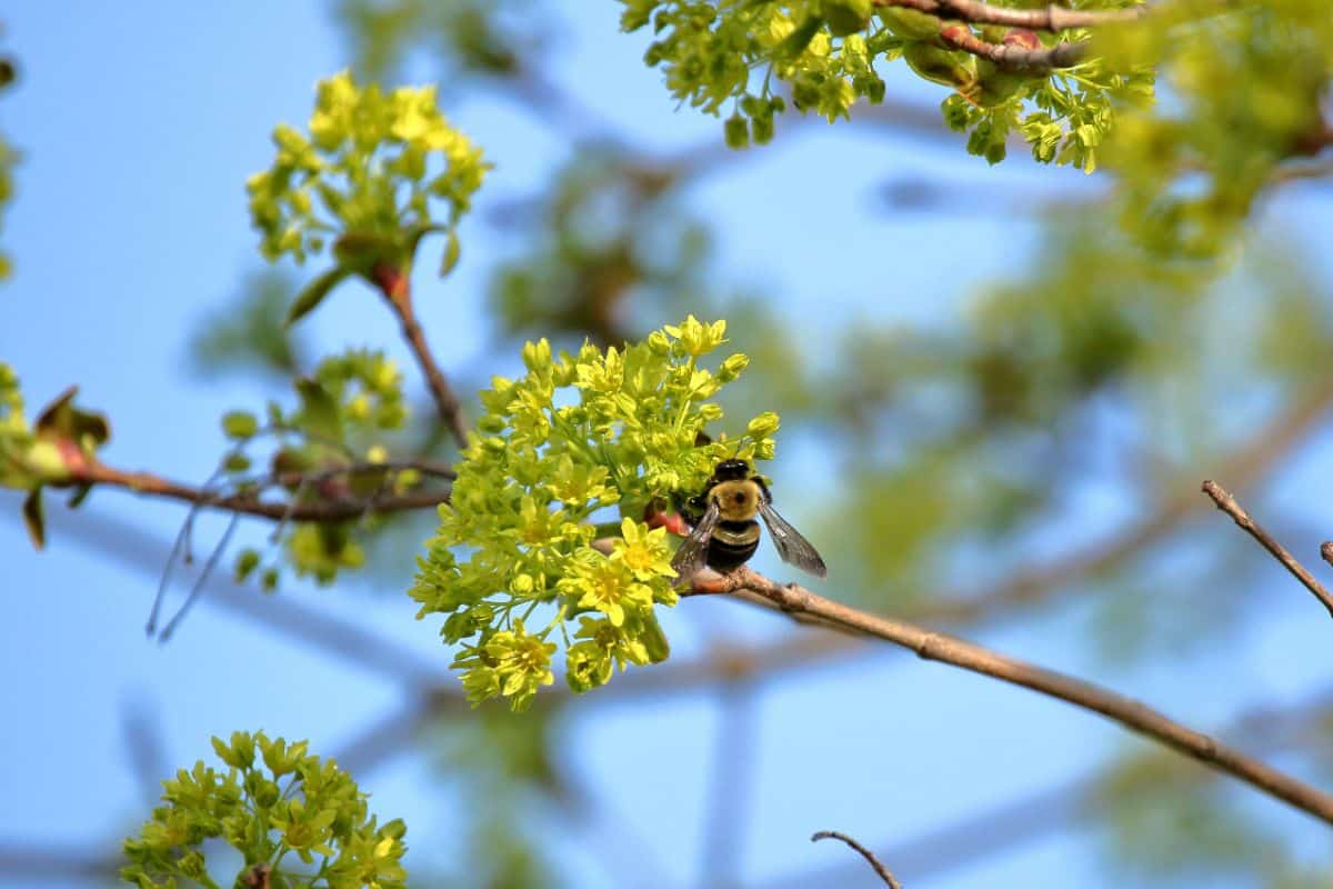 A bee harvesting pollen from a maple flower