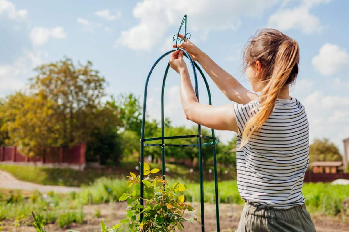 A woman using an obelisk trellis in the garden