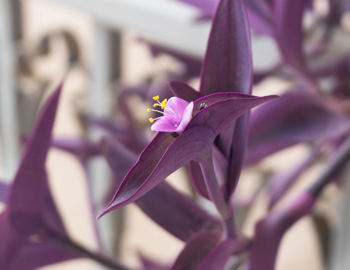 Purple heart houseplant