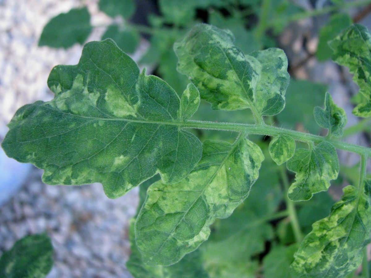 Tomato plant with tomato mosaic virus