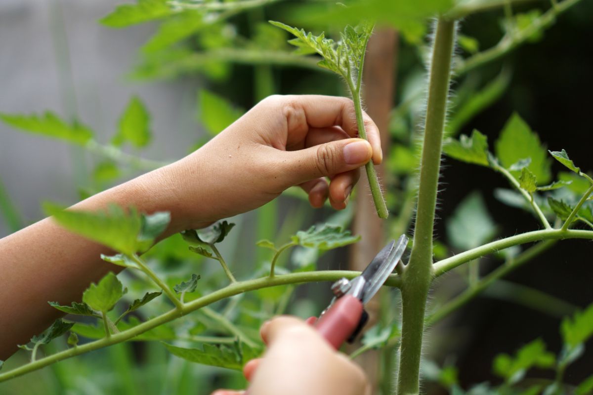 A tomato sucker being pruned from an indeterminate tomato plant