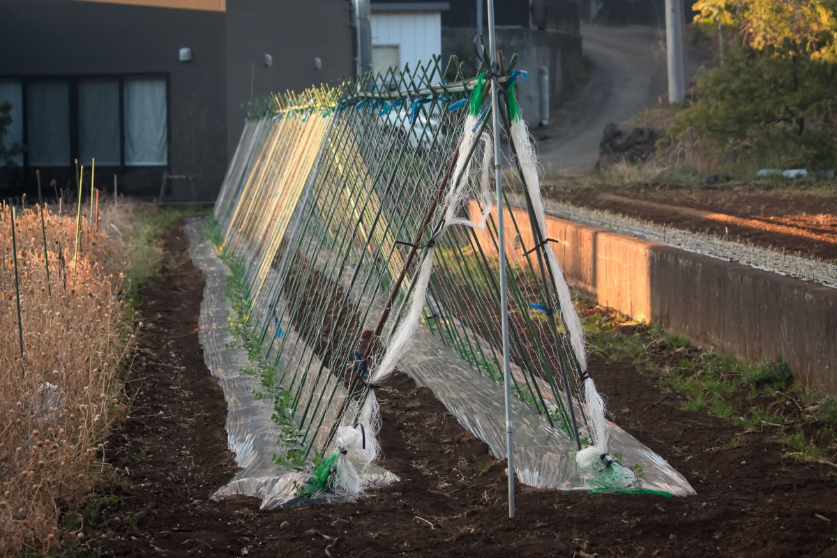 A DIY A-frame tomato trellis