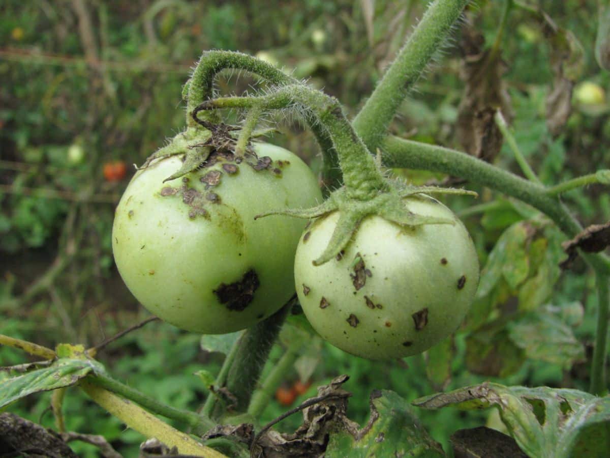 A tomato plant with bacterial spot disease