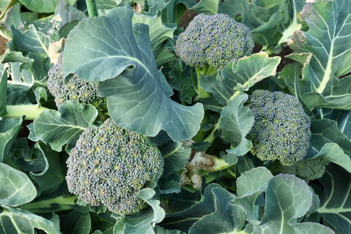 Broccoli producing side shoot heads in fall