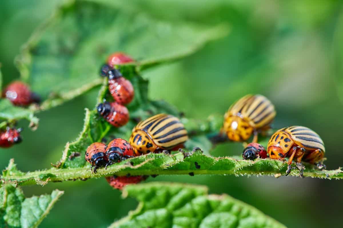 Colorado potato beetles in various stages feeding on a plant