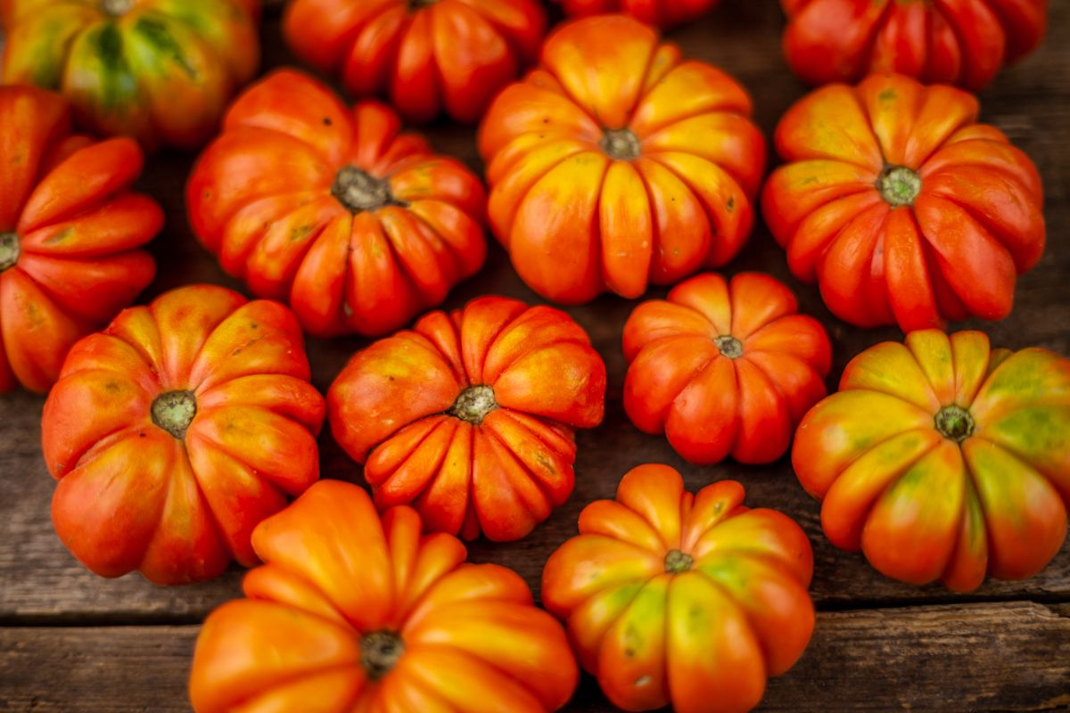 Costoluto Fiorentino tomato