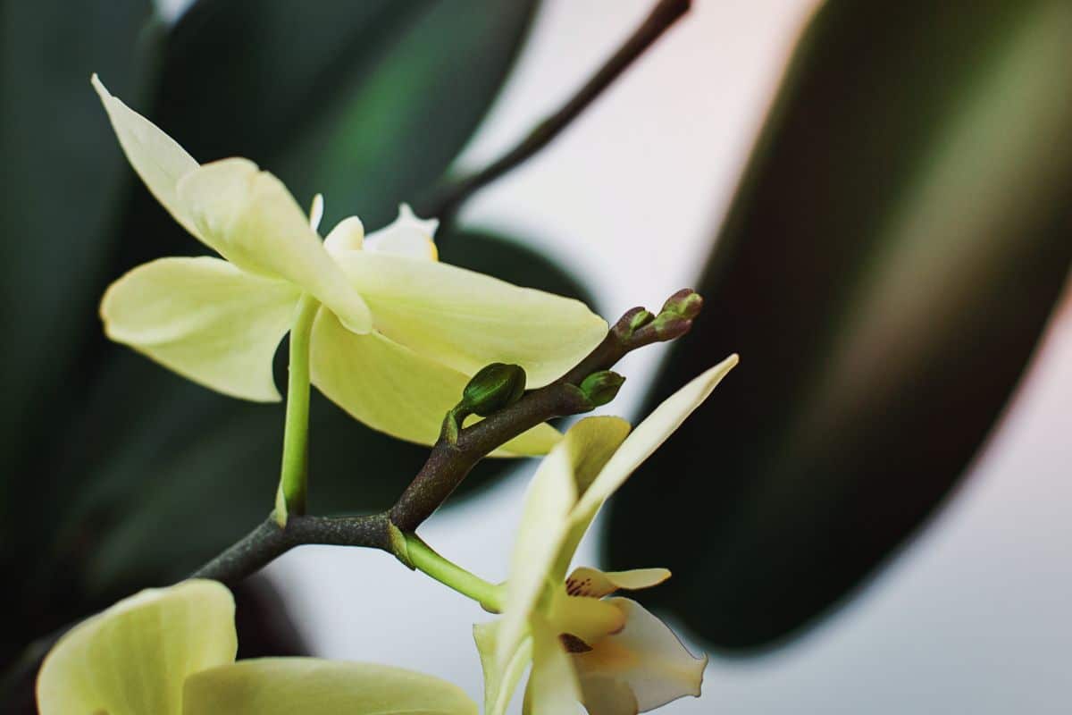 A young spike of orchid blooms