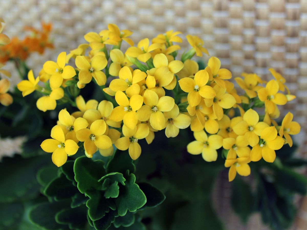 Yellow flowering kalanchoes plant