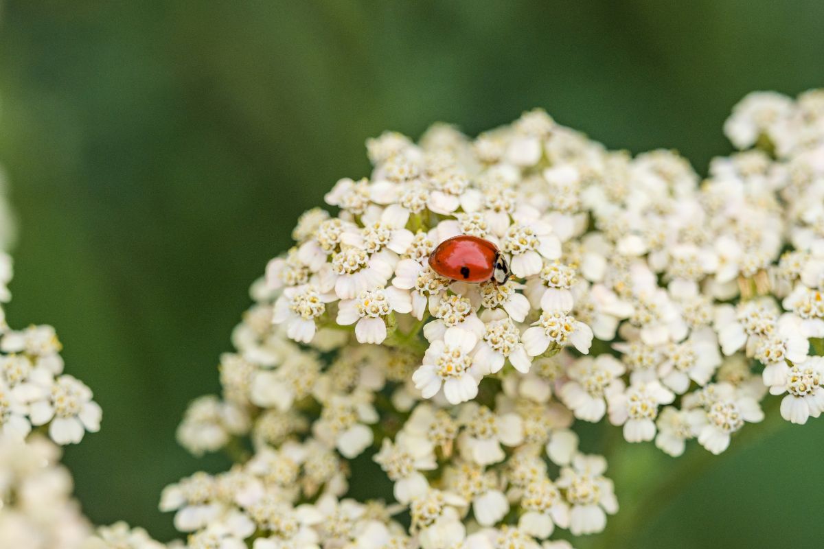 A ladybug feeding on a yarrow flower