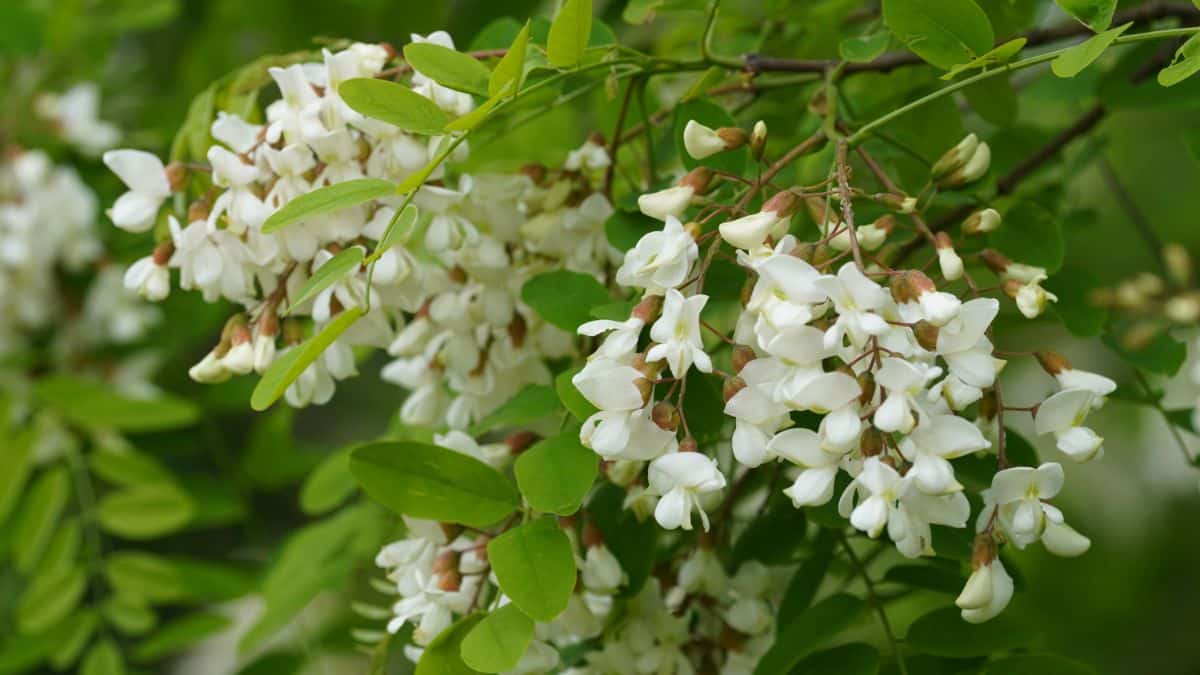 A locust tree in bloom