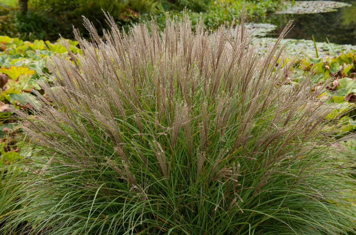 A large stand of maiden grass