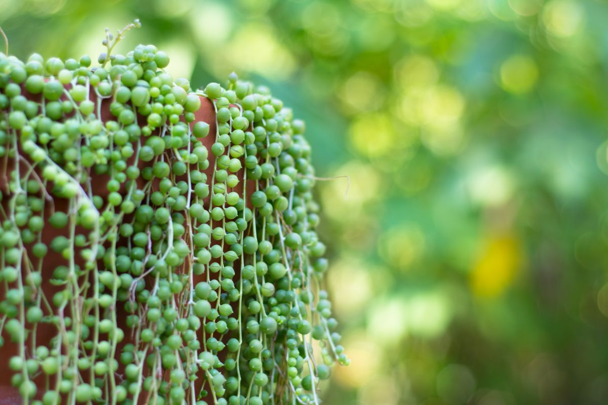 Trailing string of pearls succulent plant