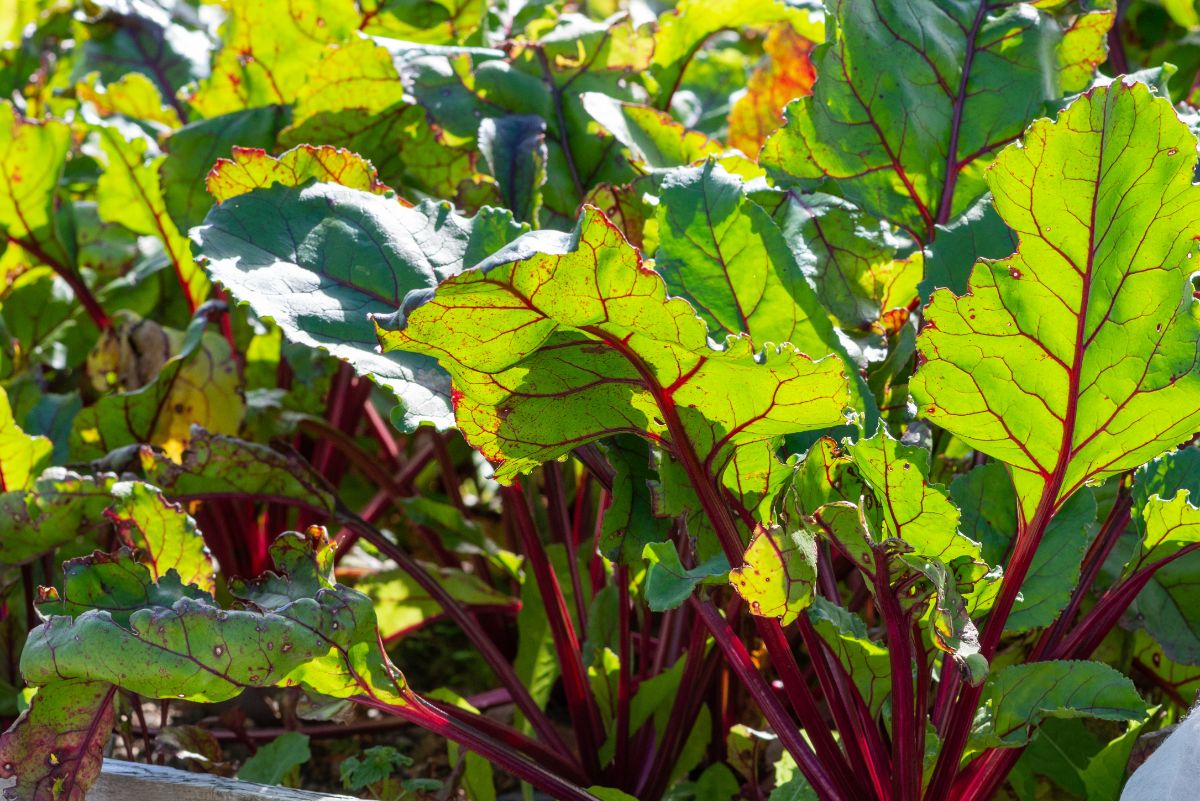 Swiss chard growing in summer heat