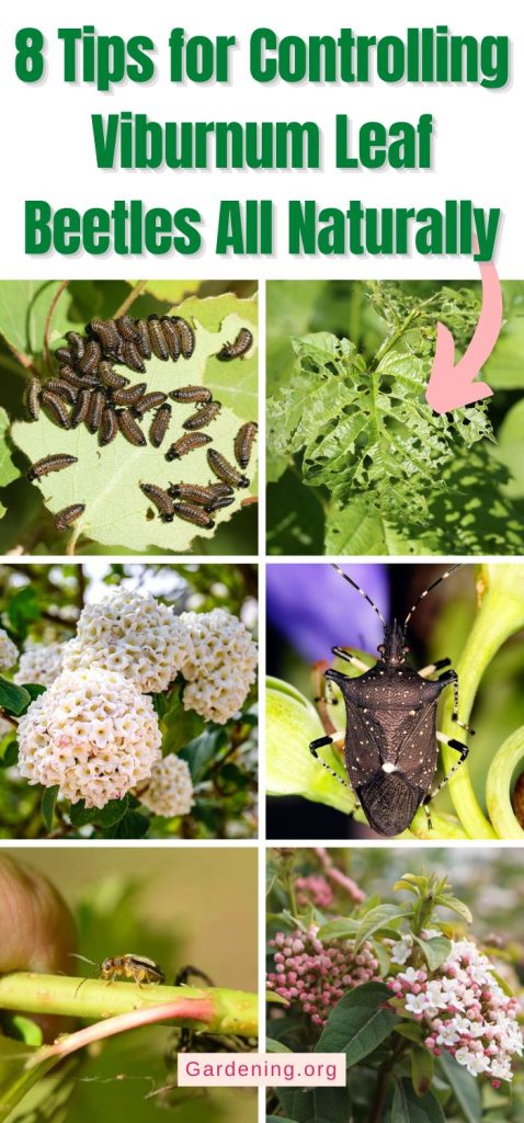 8 Tips for Controlling Viburnum Leaf Beetles All Naturally pinterest image.