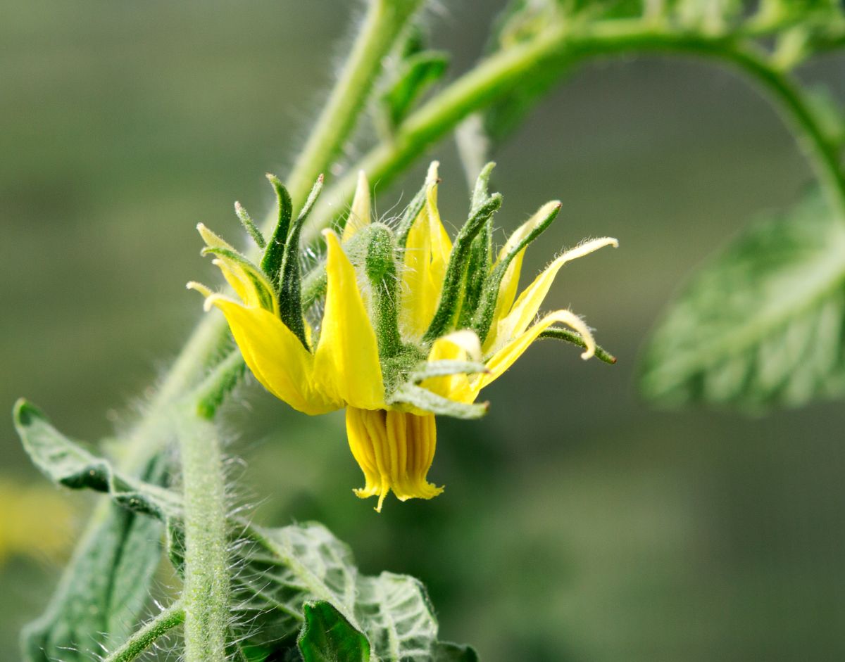 A young tomato plant with a yellow blossom