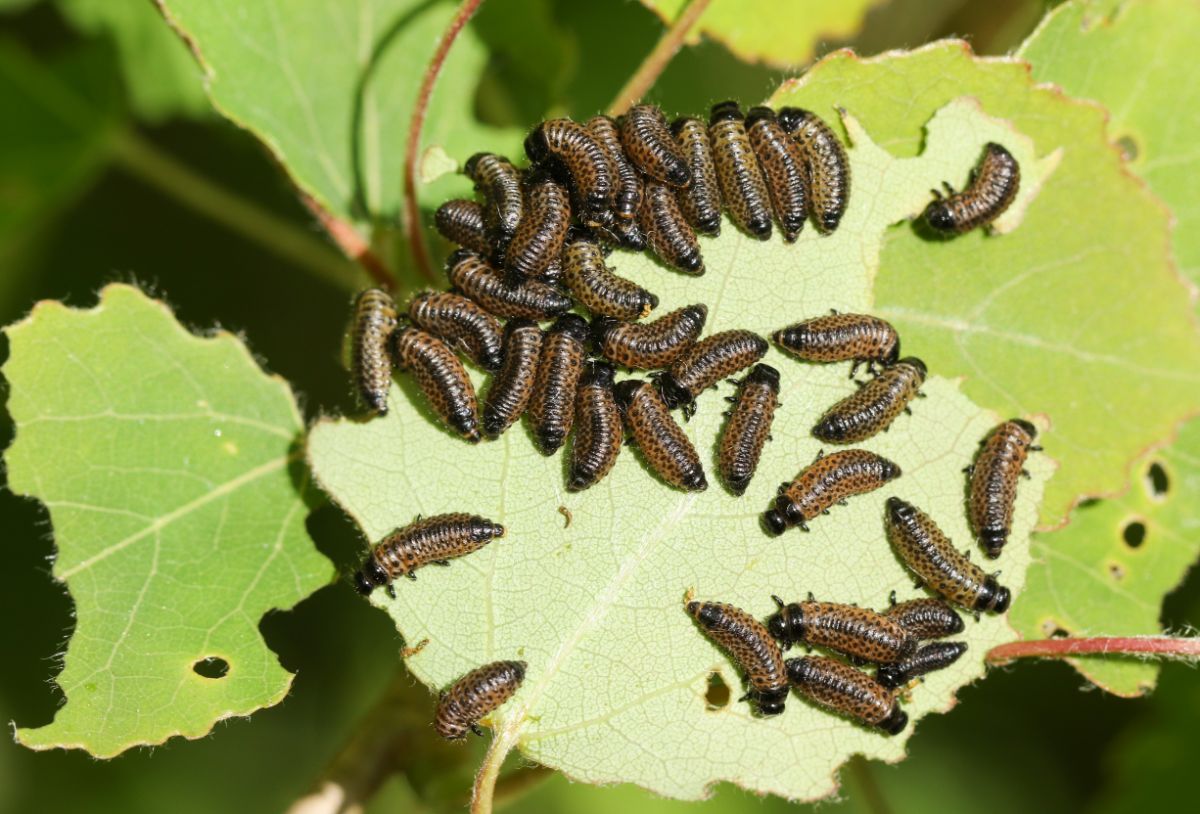 A large infestation of Viburnum leaf beetle larvae