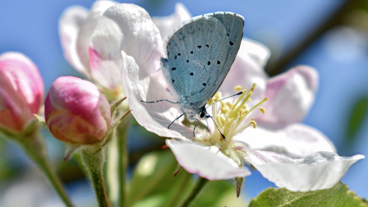 A butterfly on an apple blossom