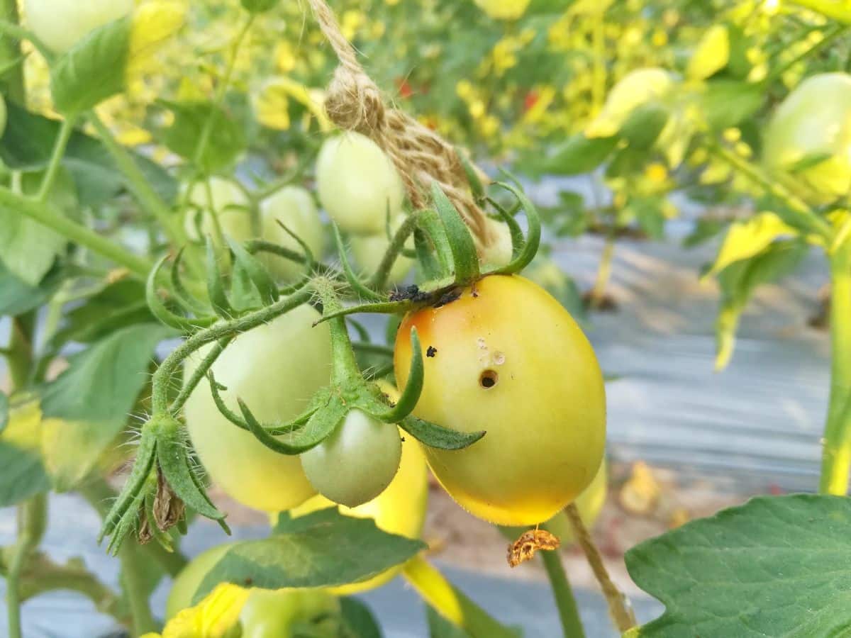 A tomato showing signs of boring caterpillars