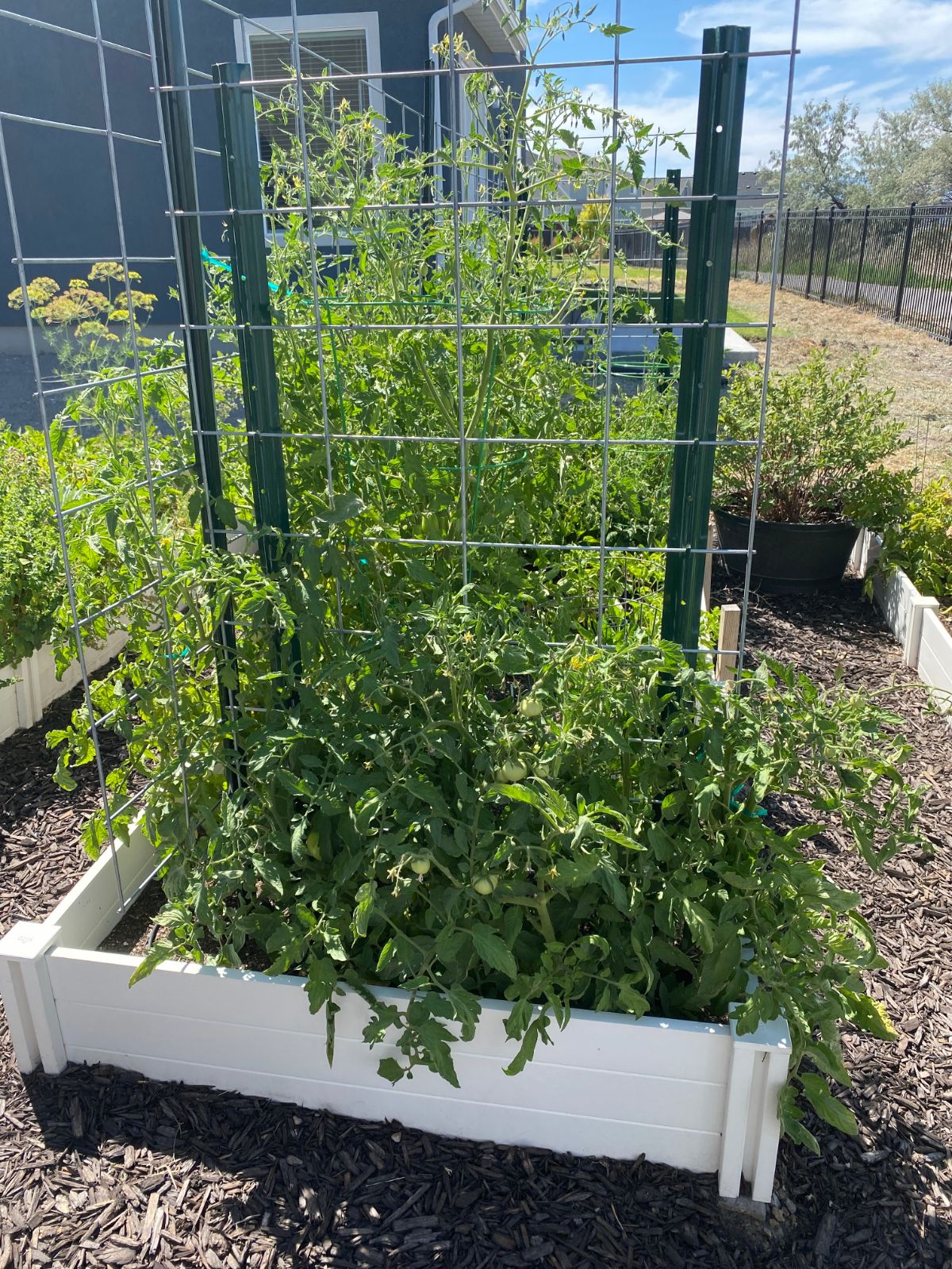 Cattle panel trellis in a raised bed tomato garden