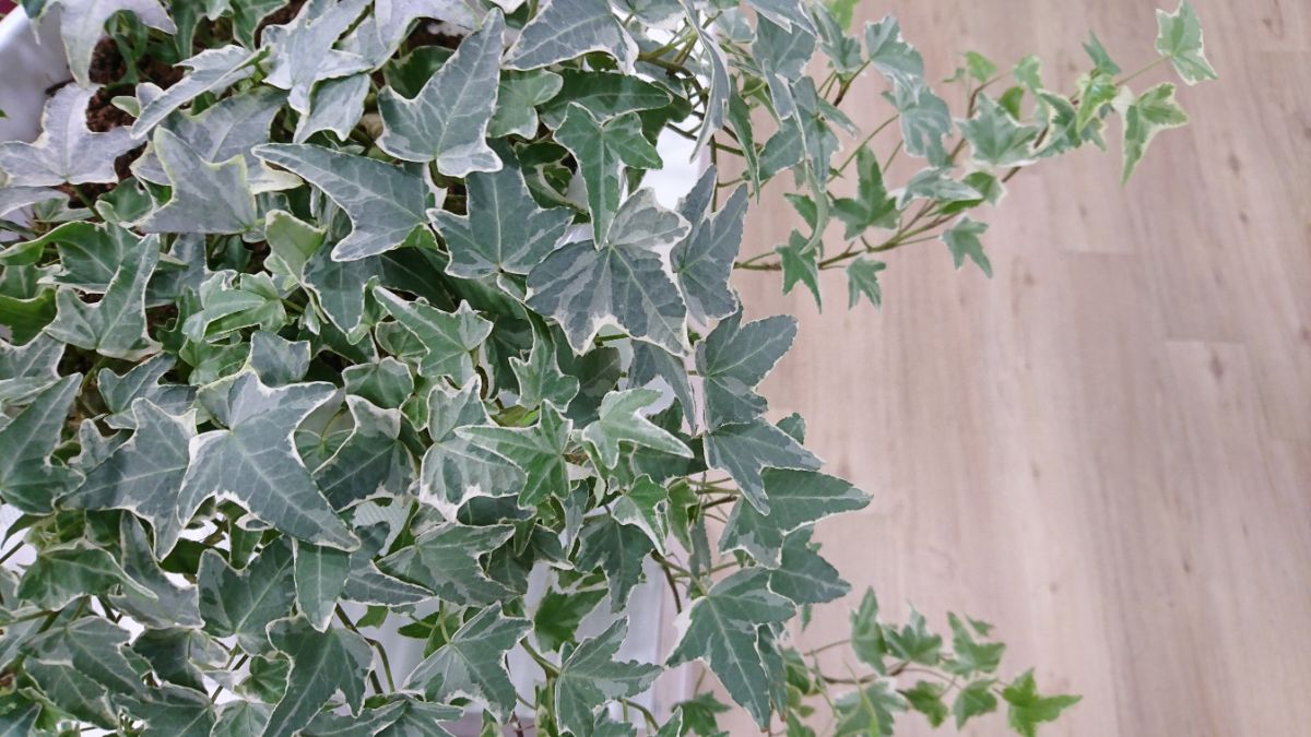 English ivy growing as an indoor hanging plant