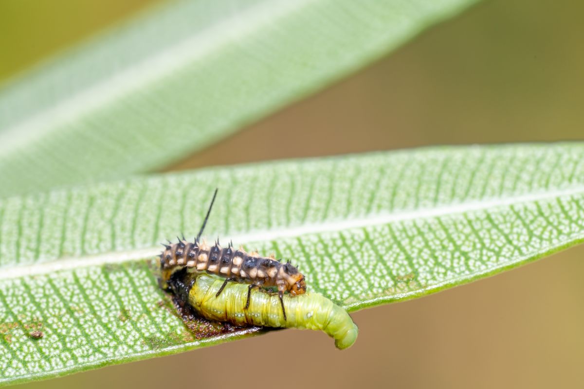 A ladybug larvae eating a plant worm.