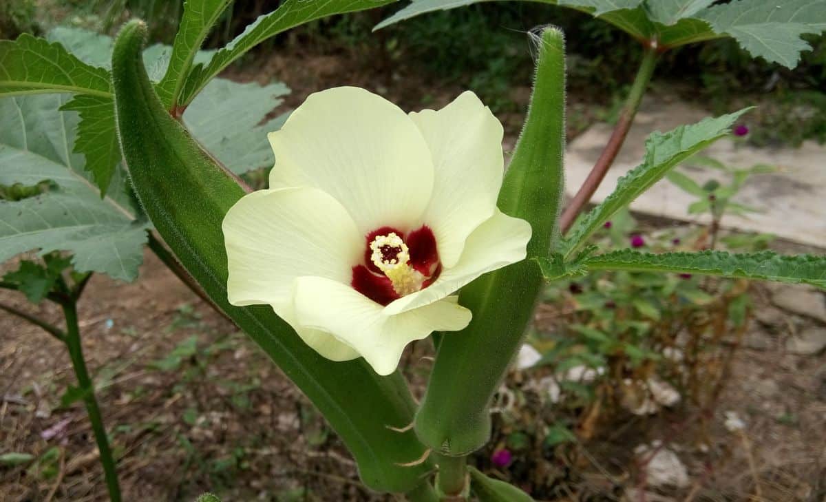A white flowering okra plant
