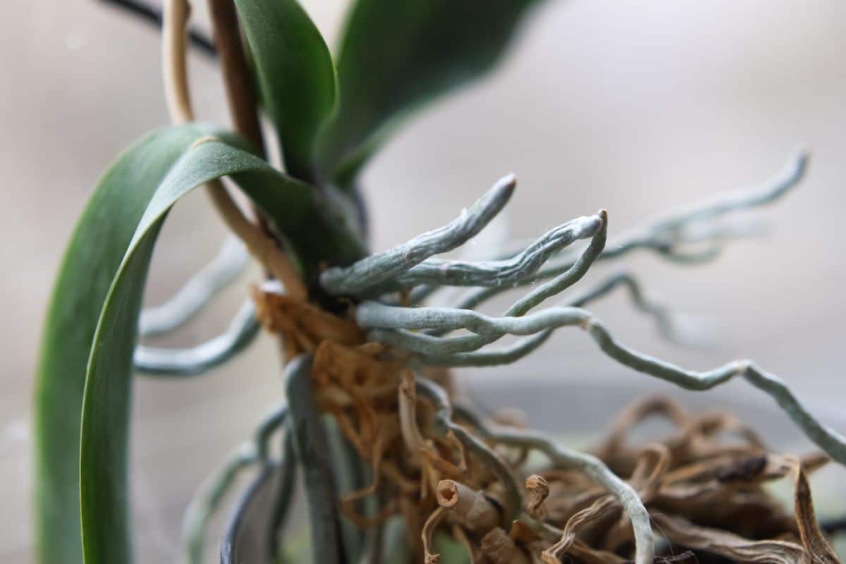 Aerial roots on a Phalaenopsis orchid