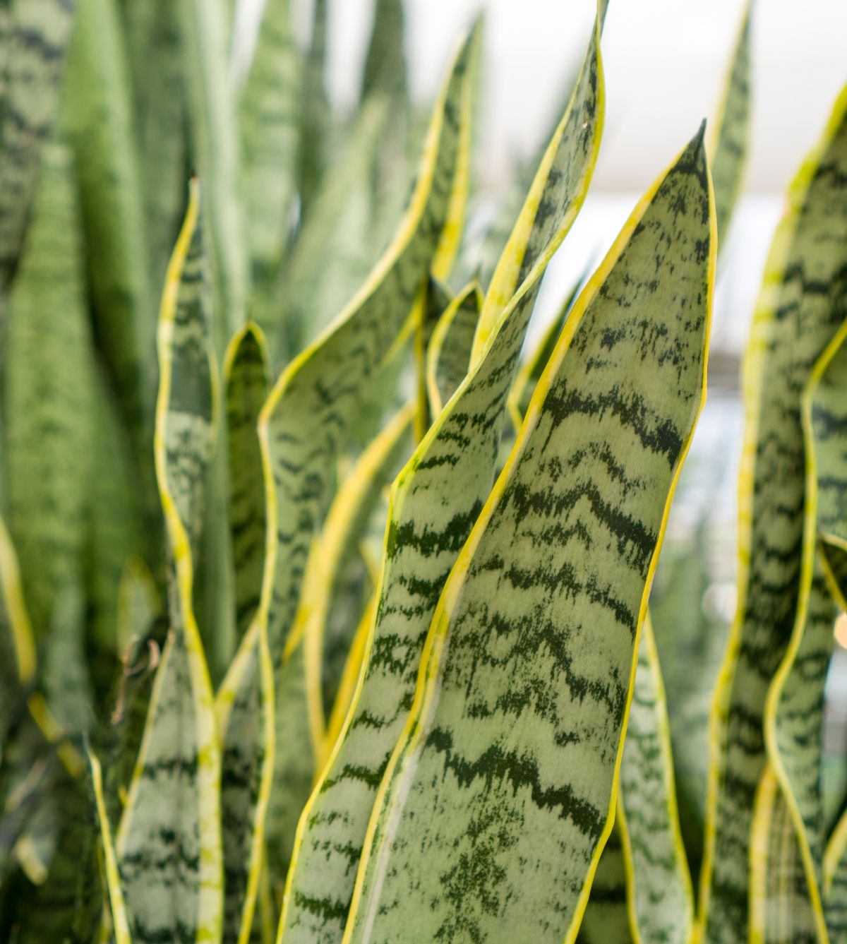 Variegated snake plant with yellow edged leaves